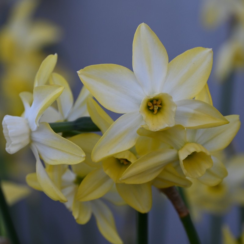 Narcissus 'Pacific Hunter' Narcissus 'Pacific Hunter'