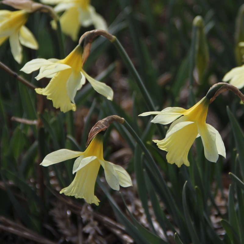 Narcissus 'W.P. Milner' Narcissus 'W.P. Milner'
