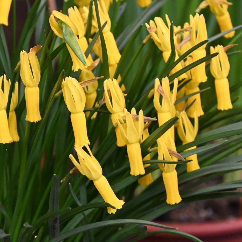 Narcissus cyclamineus Narcissus cyclamineus