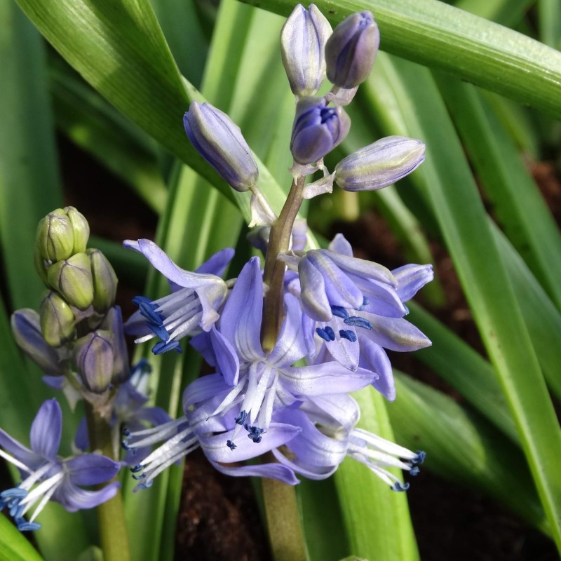 Scilla greilhuberi Scilla greilhuberi