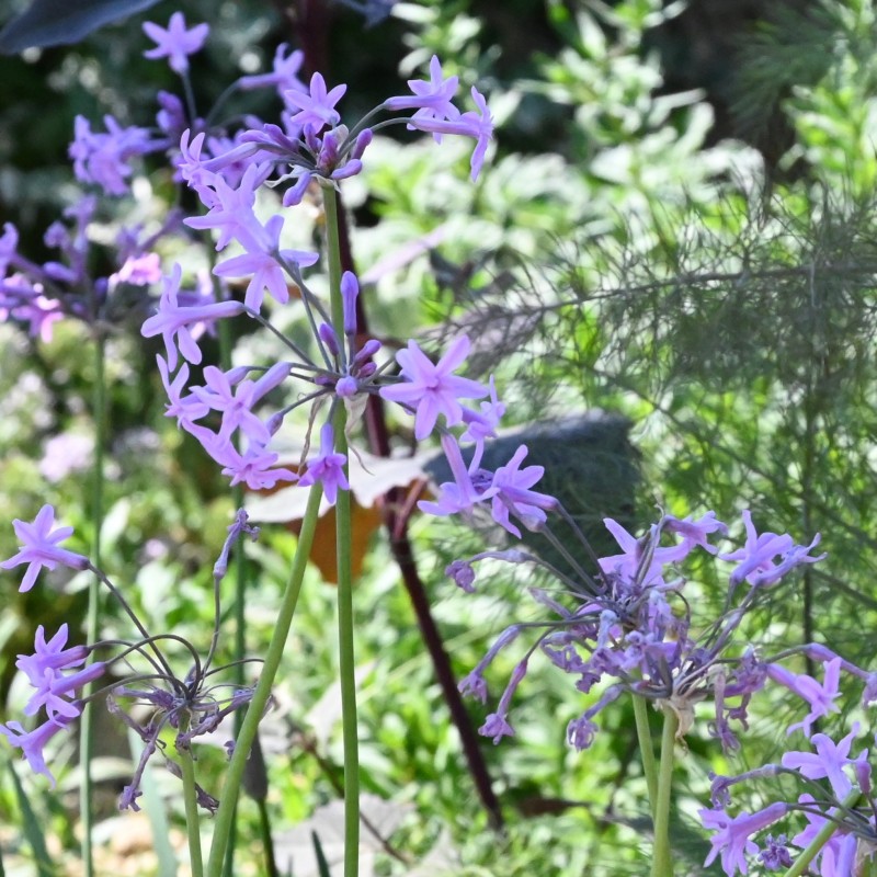 Tulbaghia violacea Tulbaghia violacea