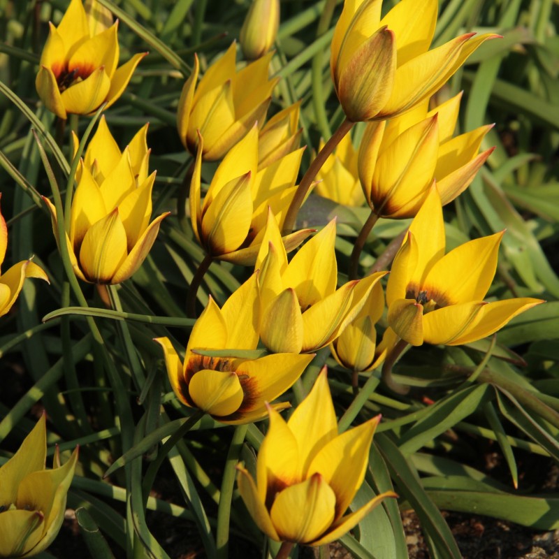 Tulipa aucheriana x hageri -geel- Tulipa aucheriana x hageri -geel-