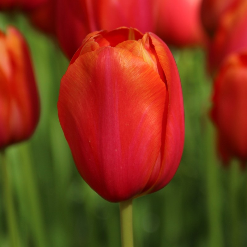 Tulipa 'Avignon' Tulipa 'Avignon'