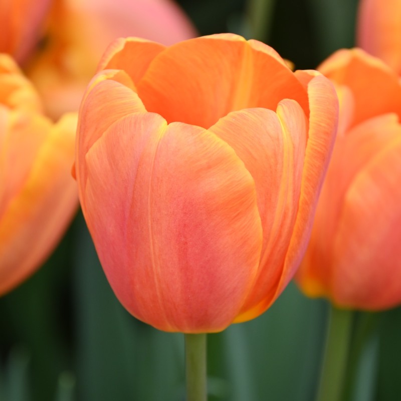 Tulipa 'Bellville' Tulipa 'Bellville'