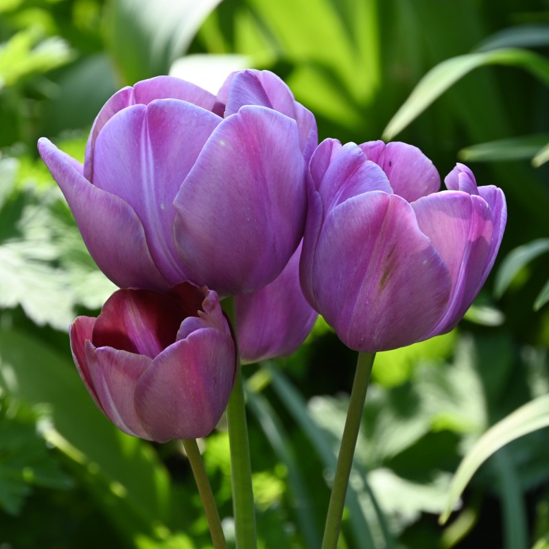 Tulipa 'Blue Heaven' Tulipa 'Blue Heaven'