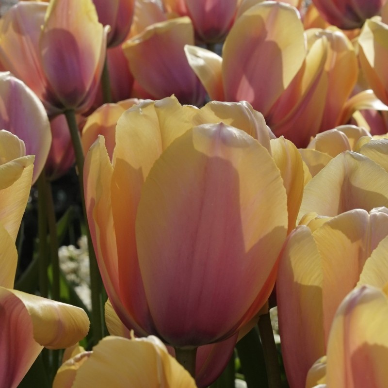 Tulipa 'Blushing Impression' Tulipa 'Blushing Impression'