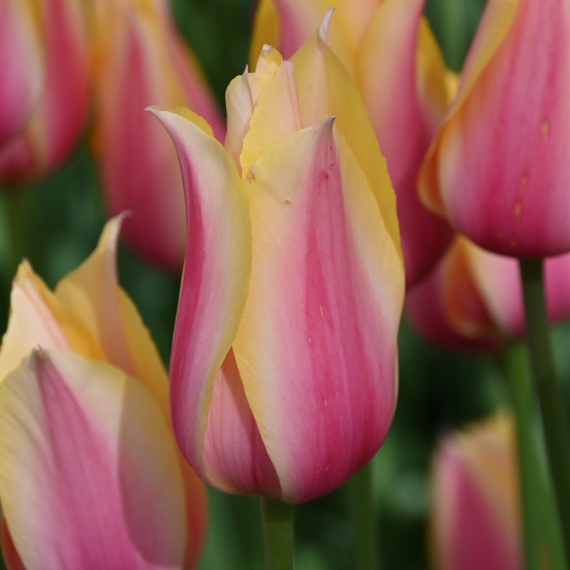 Tulipa 'Blushing Lady' Tulipa 'Blushing Lady'
