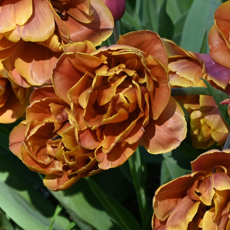 Tulipa 'Brasil' Tulipa 'Brasil'