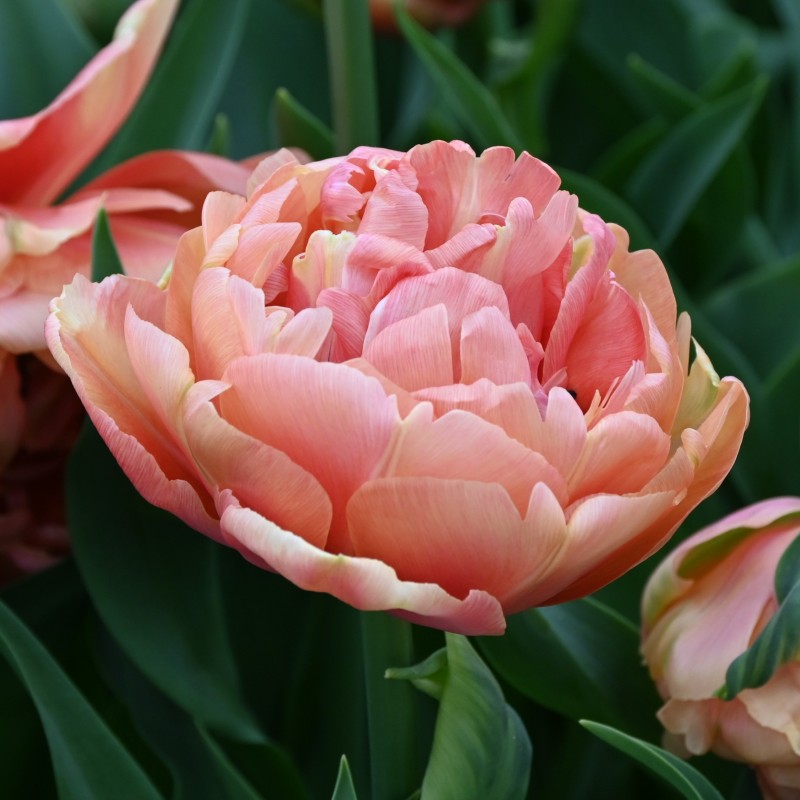 Tulipa 'Copper Image' Tulipa 'Copper Image'