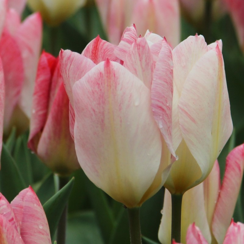 Tulipa 'Flaming Purissima' Tulipa 'Flaming Purissima'