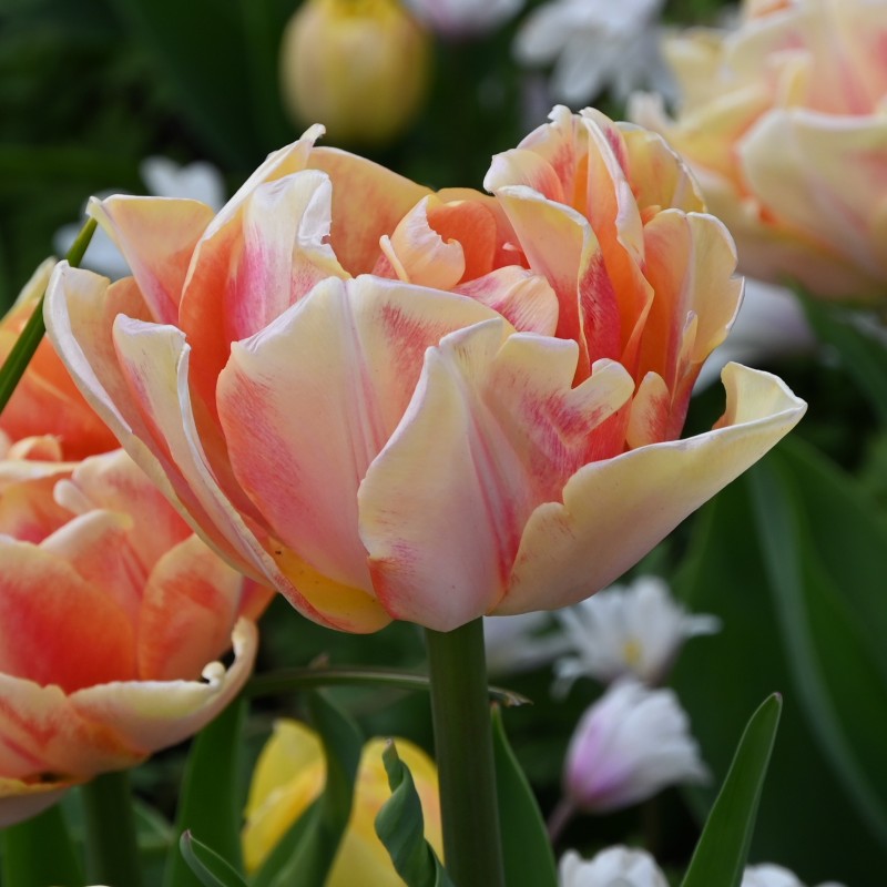 Tulipa 'Foxy Foxtrot' Tulipa 'Foxy Foxtrot'