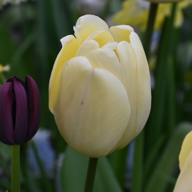 Tulipa 'Ivory Floradale' Tulipa 'Ivory Floradale'
