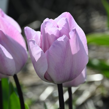 Tulipa 'Jacuzzi'