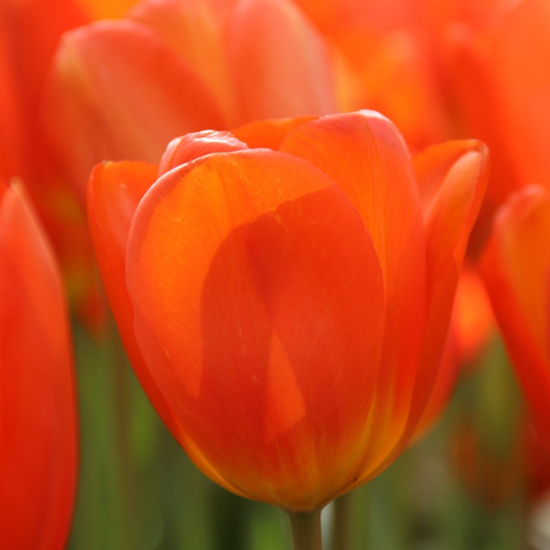Tulipa 'Lighting Sun' Tulipa 'Lighting Sun'