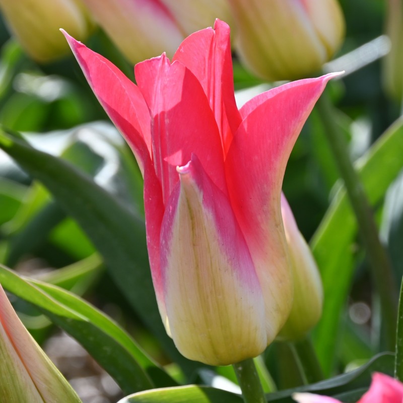 Tulipa 'Love Story' Tulipa 'Love Story'