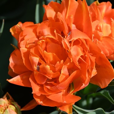 Tulipa 'Orca'