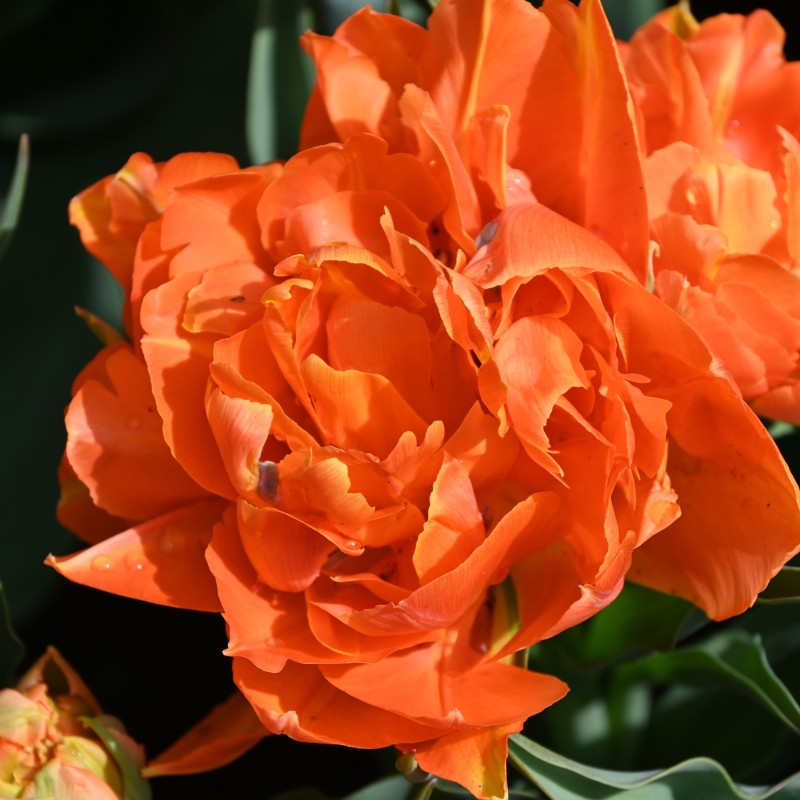 Tulipa 'Orca' Tulipa 'Orca'