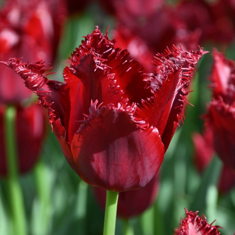 Tulipa 'Pacific Pearl' Tulipa 'Pacific Pearl'