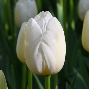 Tulipa 'Pays Bas'