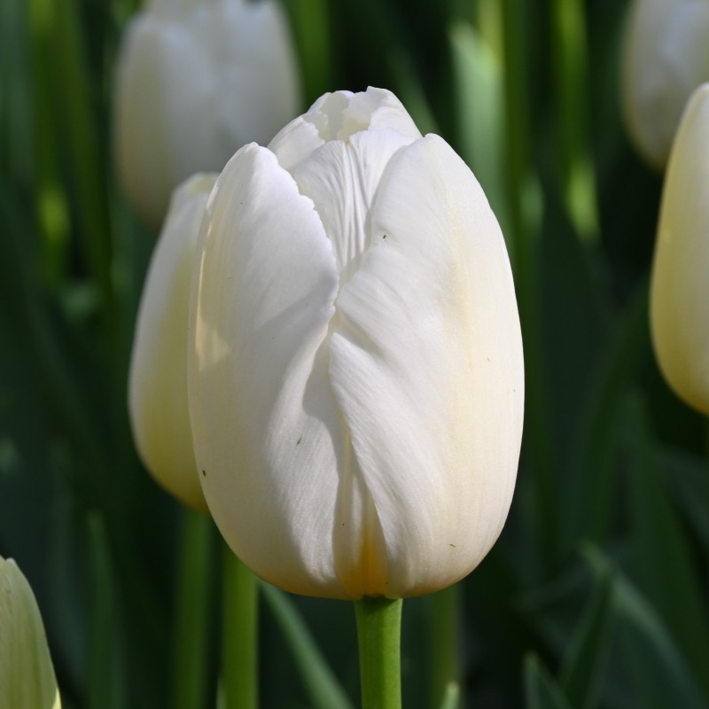 Tulipa 'Pays Bas' Tulipa 'Pays Bas'