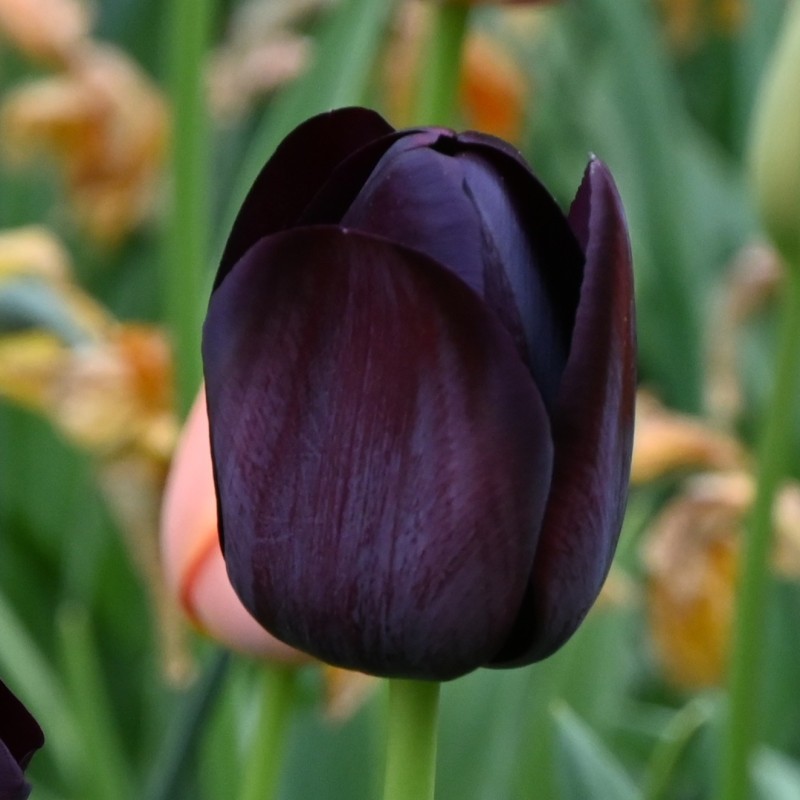 Tulipa 'Queen of Night' Tulipa 'Queen of Night'
