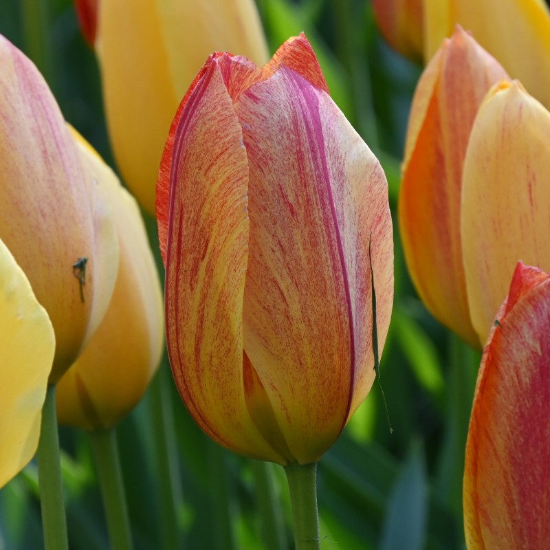 Tulipa 'Rhapsody of Smiles' Tulipa 'Rhapsody of Smiles'