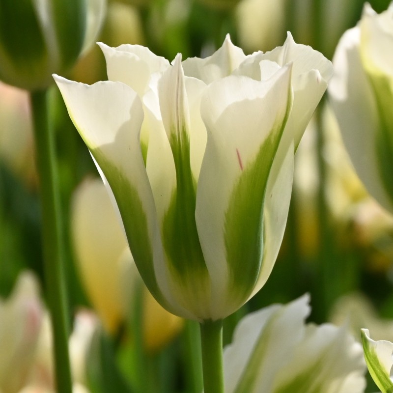 Tulipa 'Spring Green' Tulipa 'Spring Green'
