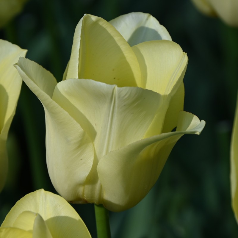Tulipa 'World Friendship' Tulipa 'World Friendship'