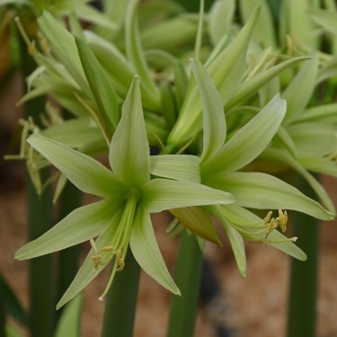 Hippeastrum 'Evergreen' ®