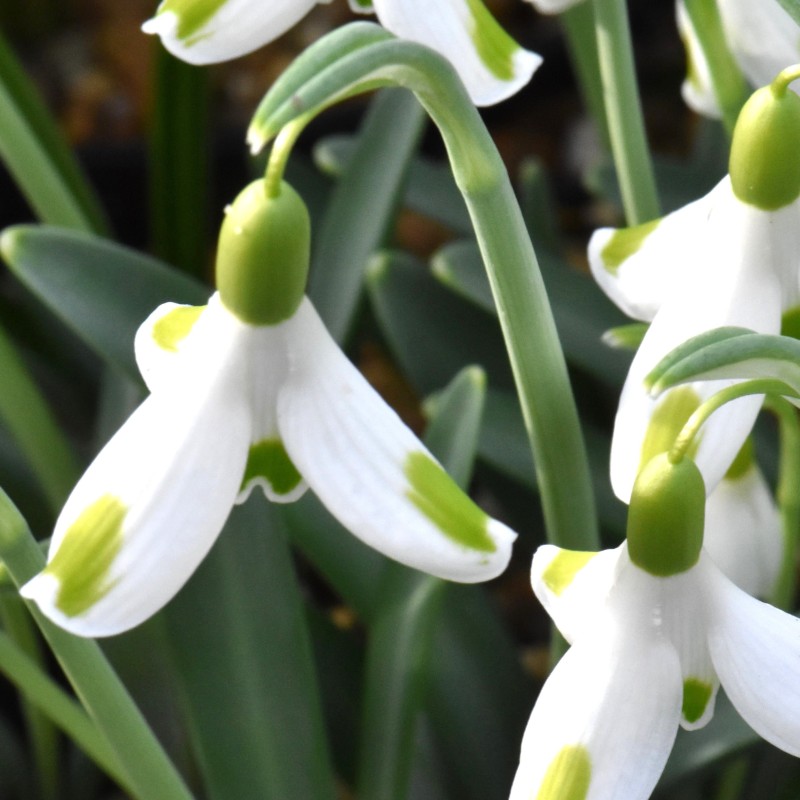 Galanthus 'Aunt Agnes' Galanthus 'Aunt Agnes'