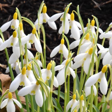 Galanthus 'Dick's Early Yellow' Galanthus 'Dick's Early Yellow'