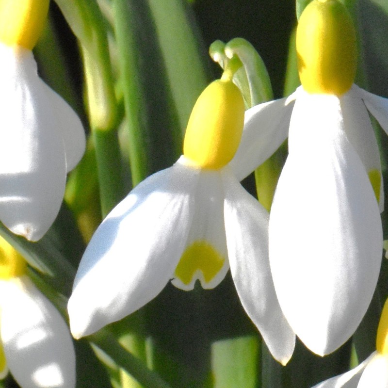Galanthus 'Fiona's Gold' Galanthus 'Fiona's Gold'