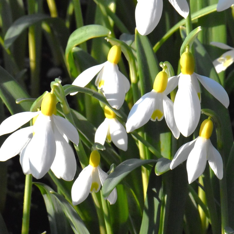 Galanthus 'Fiona's Gold' Galanthus 'Fiona's Gold'