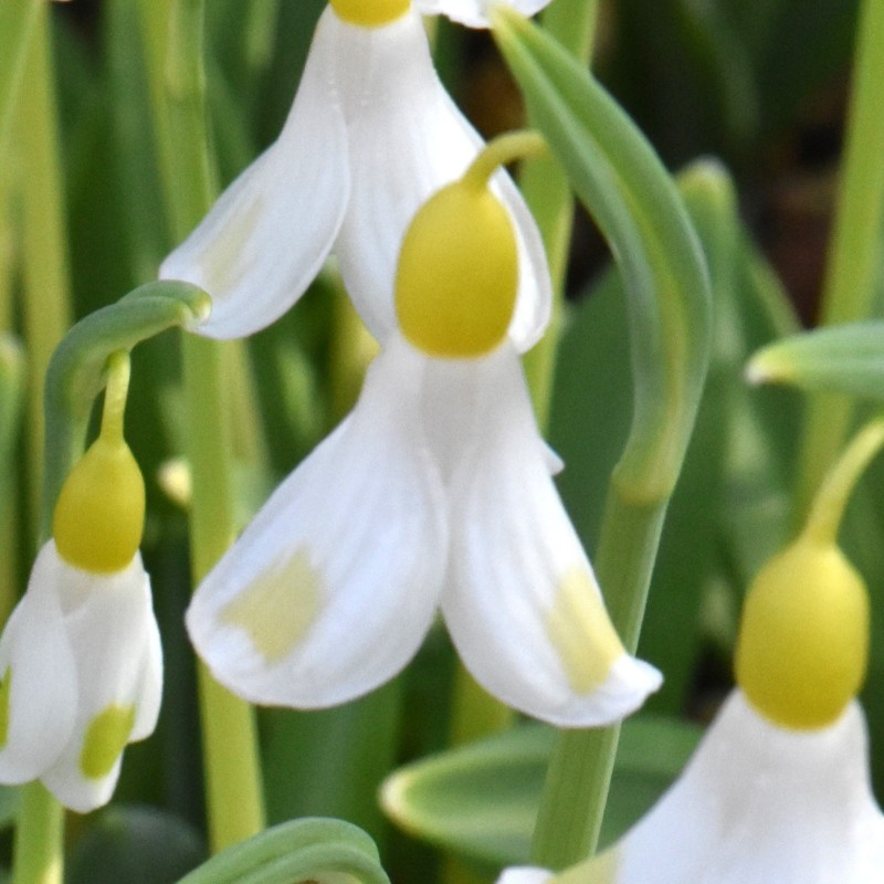 Galanthus 'Golden Fleece' Galanthus 'Golden Fleece'