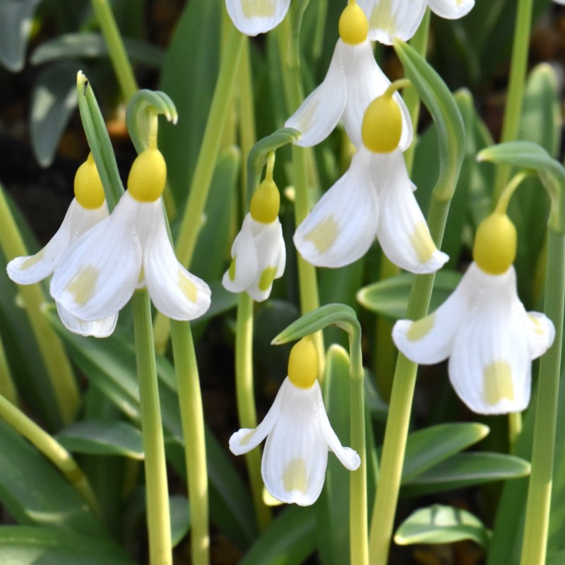Galanthus 'Golden Fleece' Galanthus 'Golden Fleece'