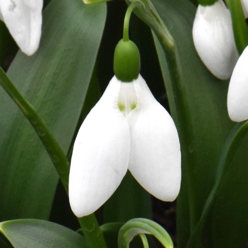 Galanthus 'Green Eyes' Galanthus 'Green Eyes'