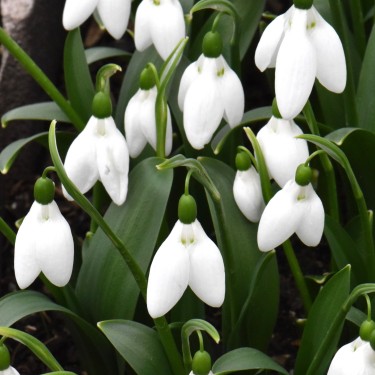 Galanthus 'Green Eyes' Galanthus 'Green Eyes'
