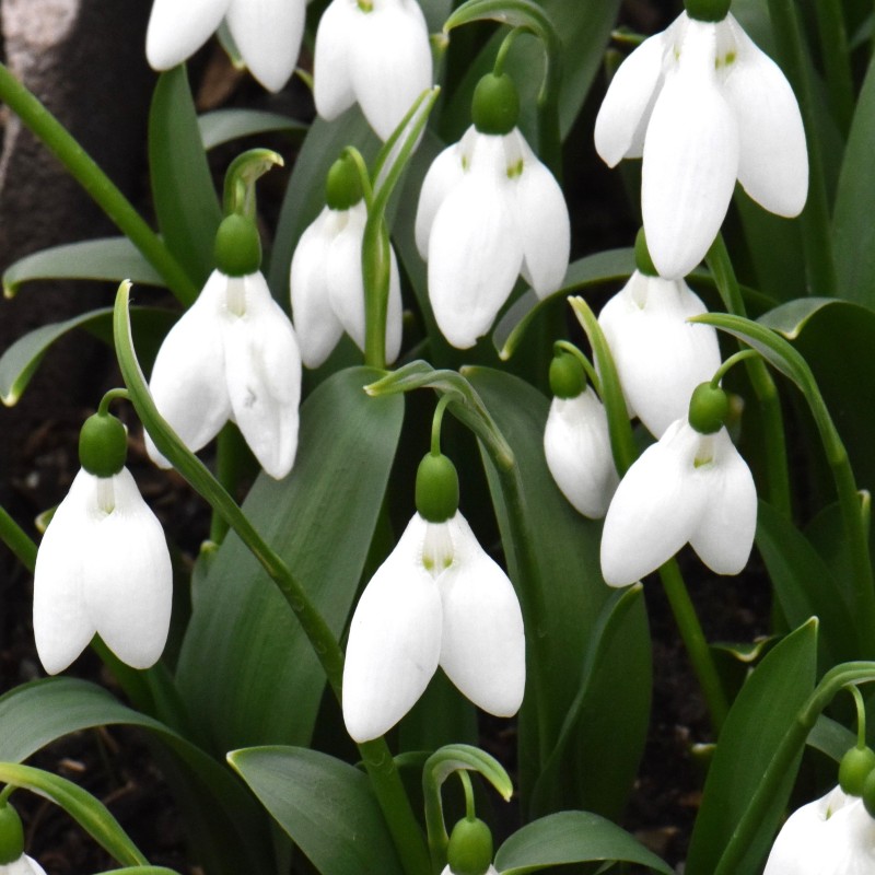 Galanthus 'Green Eyes' Galanthus 'Green Eyes'