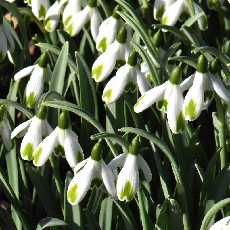 Galanthus 'Green of Hearts' Galanthus 'Green of Hearts'