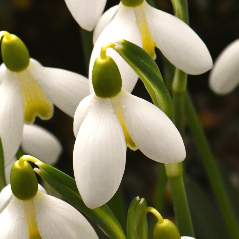 Galanthus 'Mother Goose' Galanthus 'Mother Goose'