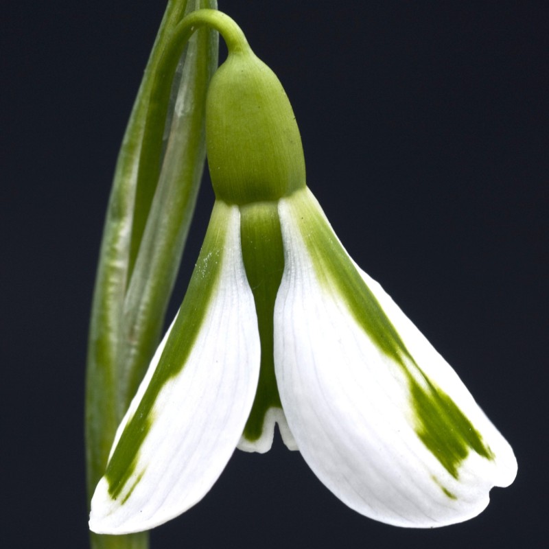 Galanthus 'South Hayes' Galanthus 'South Hayes'
