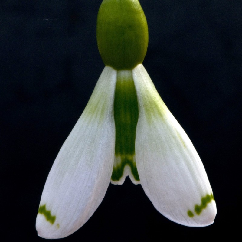 Galanthus 'Wol Staines' Galanthus 'Wol Staines'