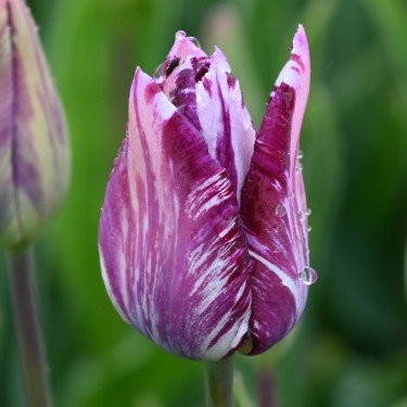 Tulipa 'Gipsy Girl' Tulipa 'Gipsy Girl'