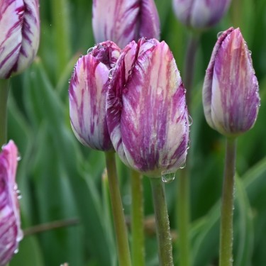 Tulipa 'Gipsy Girl' Tulipa 'Gipsy Girl'