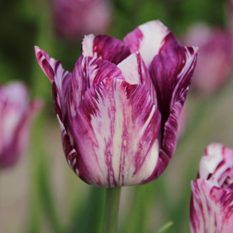 Tulipa 'Gipsy Girl' Tulipa 'Gipsy Girl'