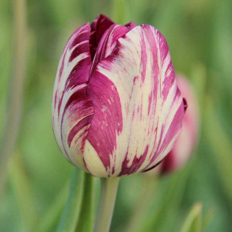 Tulipa 'Kievitseitje' Tulipa 'Kievitseitje'