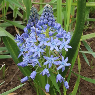 Scilla persica