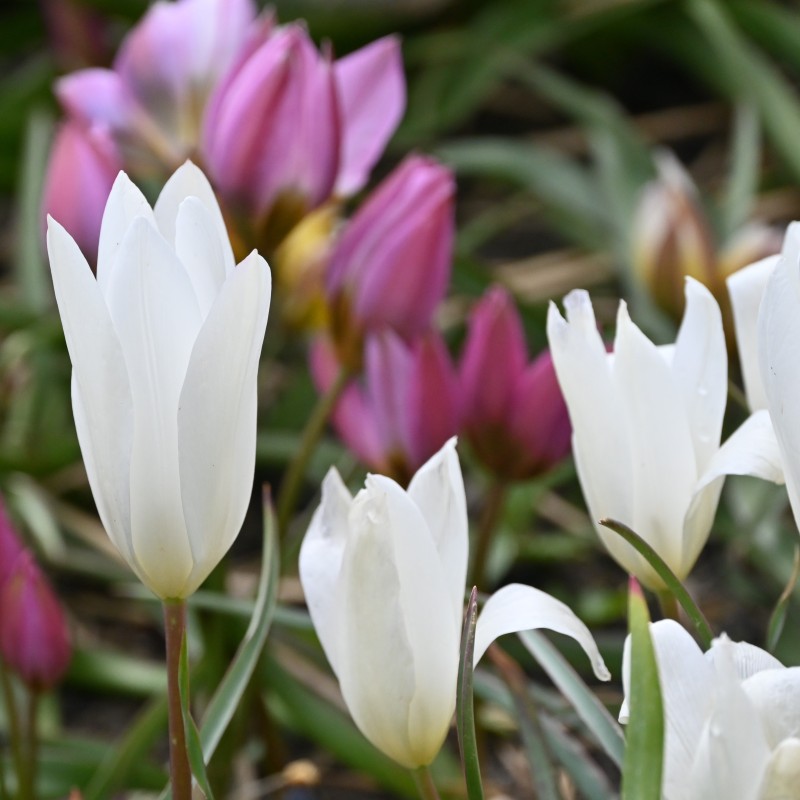 Tulipa clusiana 'Sylvia' Tulipa clusiana 'Sylvia'