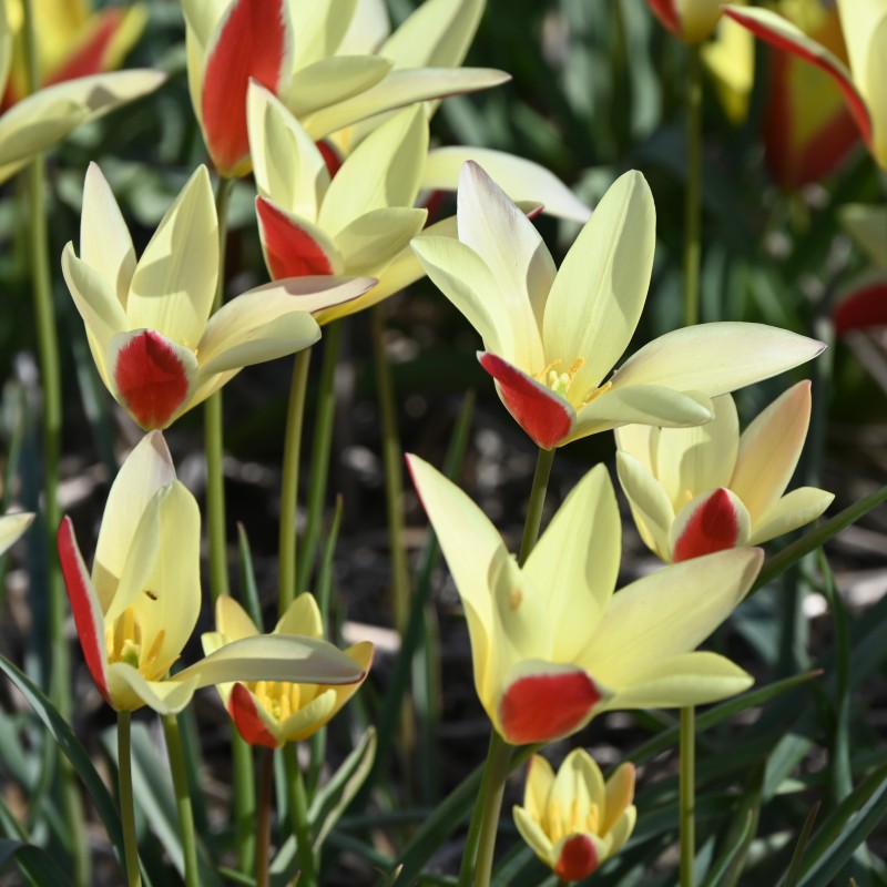 Tulipa clusiana 'Tinka' Tulipa clusiana 'Tinka'