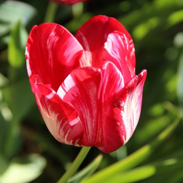 Tulipa 'Princess Elizabeth'